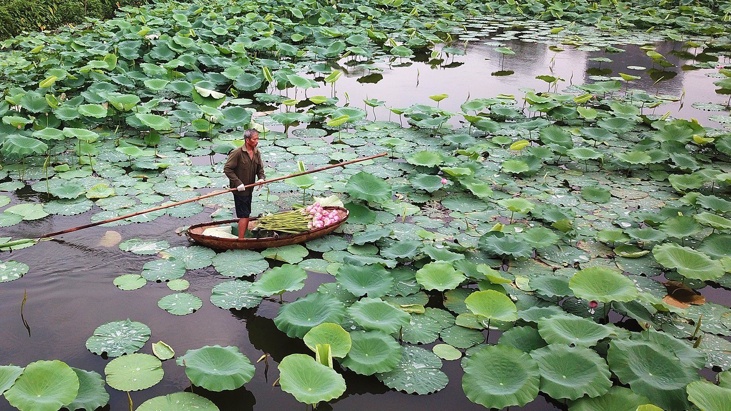 Đầm Sen Tây Hồ – Điểm Du Lịch Đẹp Lý Tưởng Cho Mọi Du Khách