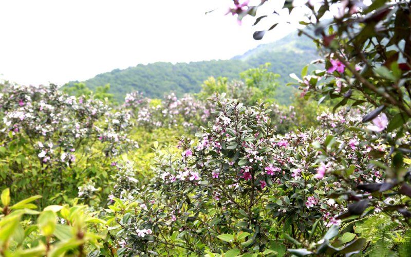 Đồi Hoa Sim Ba Vì – Điểm Đến Tình Yêu Của Mùa Hoa Dại
