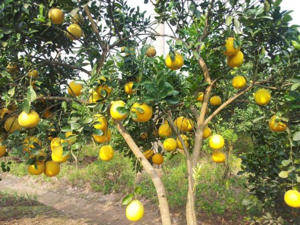 Đặc Sản Bưởi Diễn – Hương Vị Ngọt Ngào, Nổi Tiếng Của Hà Nội
