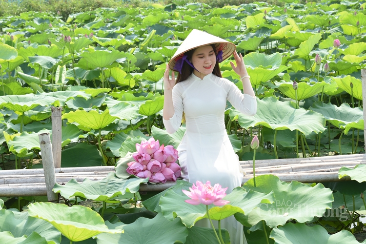 Đầm Sen Tây Hồ – Điểm Du Lịch Đẹp Lý Tưởng Cho Mọi Du Khách